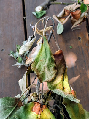 Fire Blight in Young Apple Branches