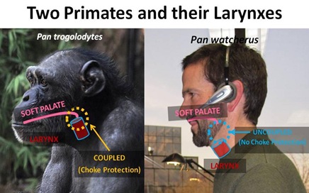 Larynx Compare