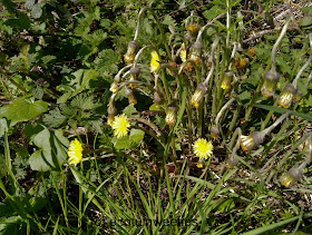 Coronawandeling klein hoefblad stadsnatuur