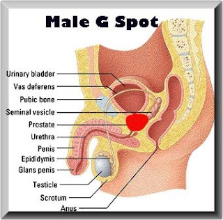 Male G-spot