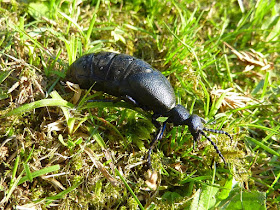 Violetter Ölkäfer, Meloe violaceus