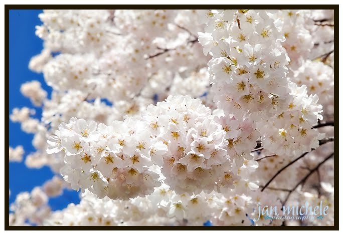 Washington DC Cherry Blossoms 2010