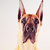 For Healthy Greatdane Presentation: