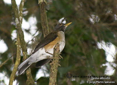 zorzales de Argentina Zorzal collar blanco Turdus albicollis