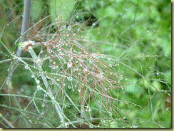 DSCF0061