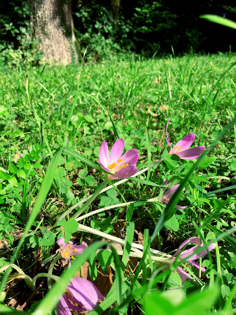 meadow saffron, saffron, meadow, herbstzeitlose, flower, fall, autumn, crocus, tocix, herbal, witch, blog, blogger, schweiz, switzerland, froest, shamrock, sunny, herbal, hexe, white wich, forest witch