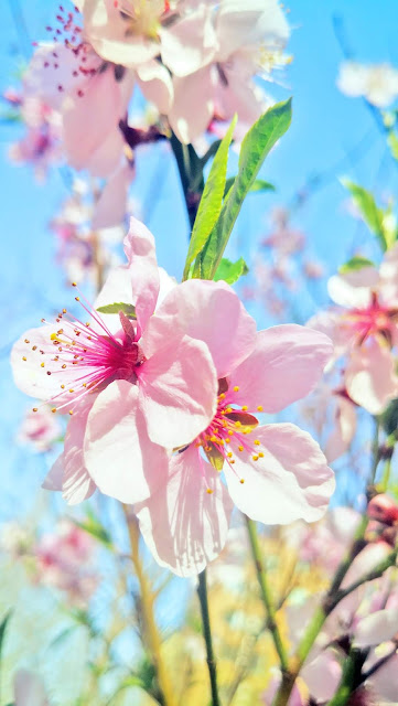 spring flowers under Coronavirus Peach blossoms, lilac blossoms, begonia