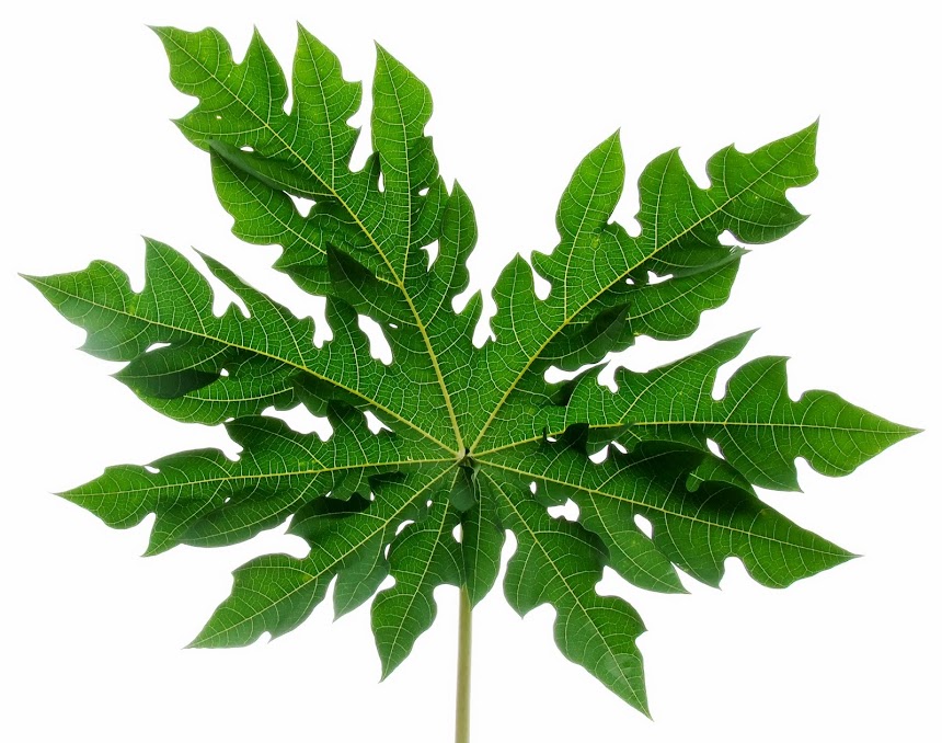 Papaya Leaf Tea