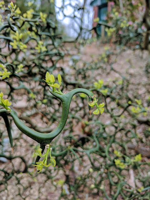 Національний дендрарій США, Вашингтон, округ Колумбія (United States National Arboretum, Washington, D.C)