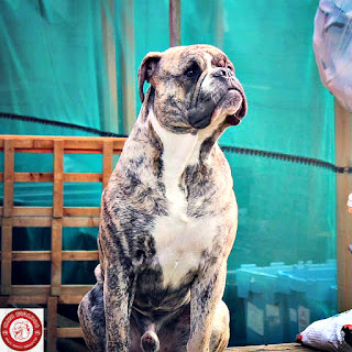 Alapaha Blue-Blood Bulldog