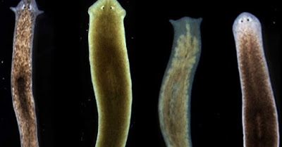 beberapa jenis planaria