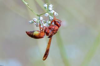 avispa-roja-alfarera-rhynchium-oculatum-libando-