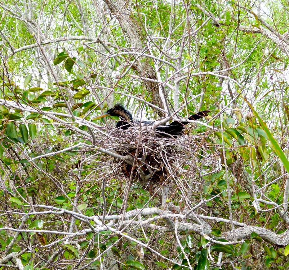 Anhinga sitting on nest in Shark Valley, Everglades National Park