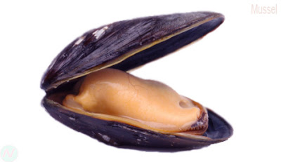 Mussel