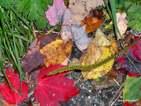 annecharriere.com, couleurs d'automne, 