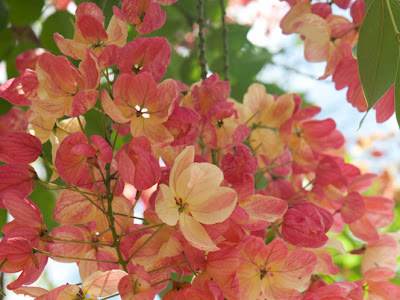 ハワイ お花 293975-ハワイ 花輪