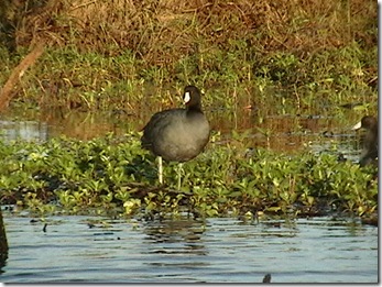 IMGA00911