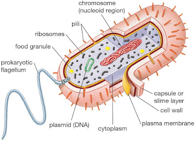 Struktur sel bakteri