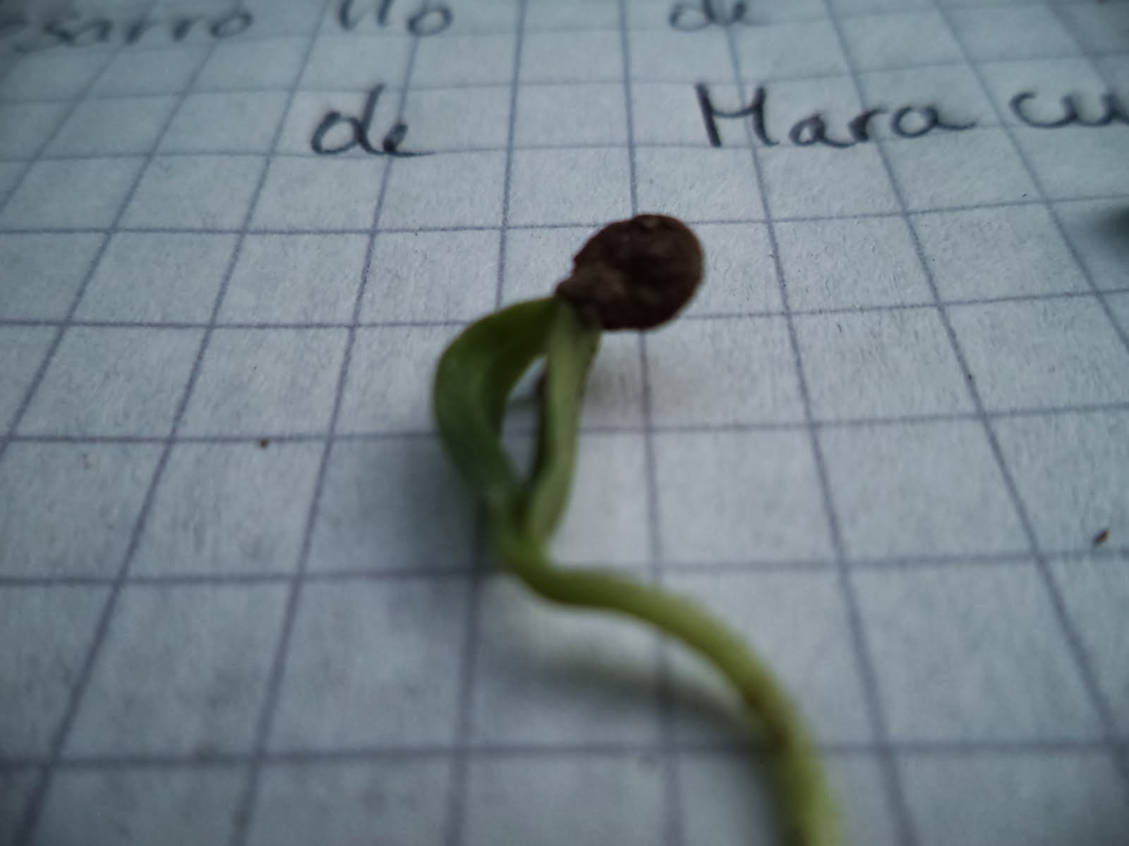 maracuya