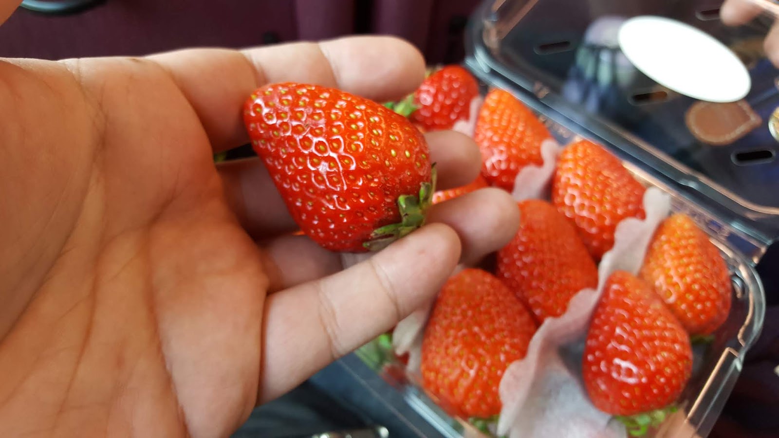 韓國草莓