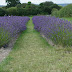 The Lavender Fields, Nr. Alton, Hampshire - July 2023