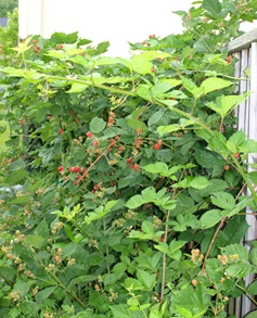 P7040951