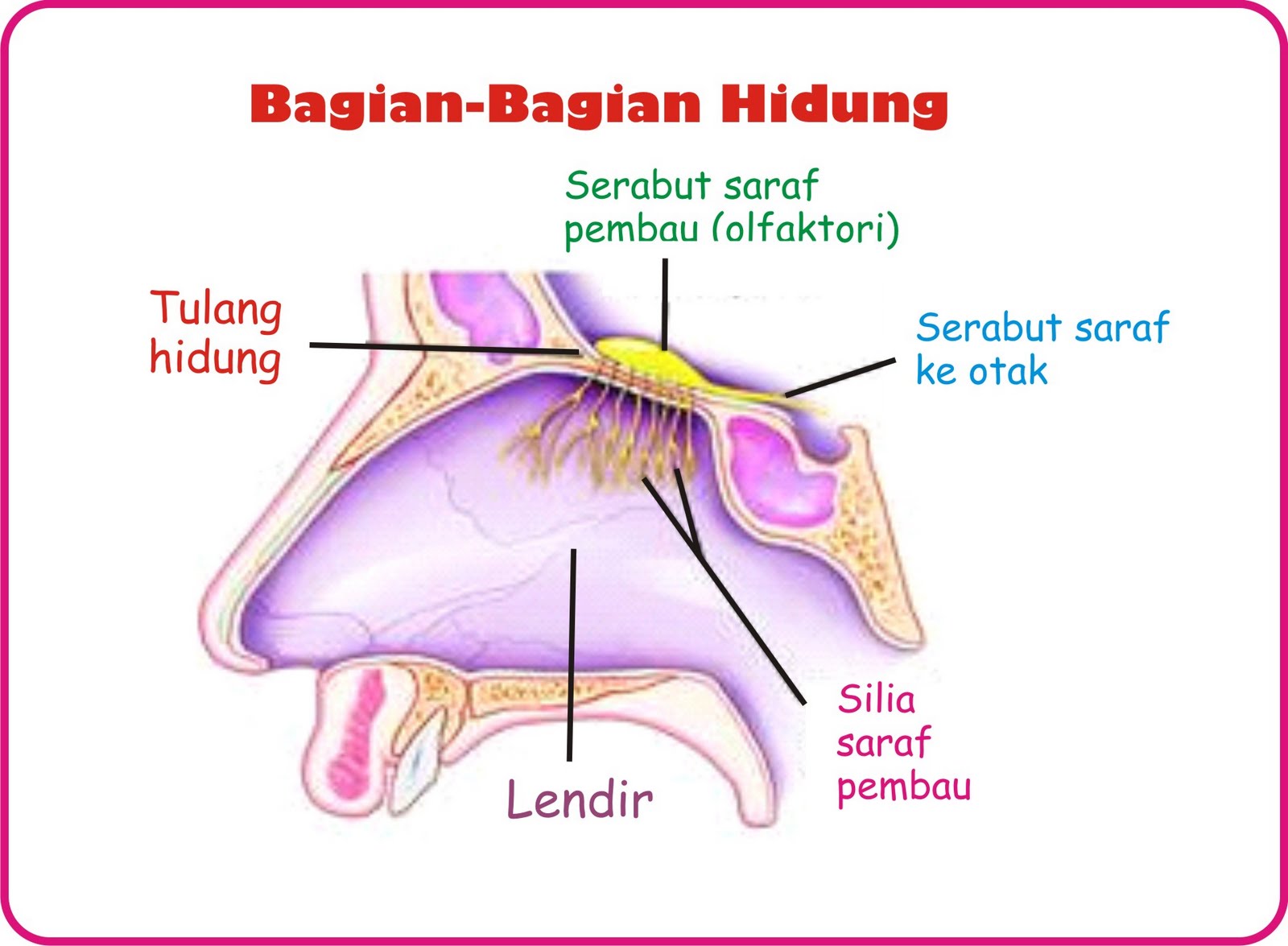 BiologiZone INDERA PEMBAU HIDUNG