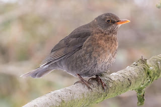 DFBridgeman Blackbird