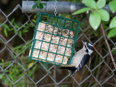 Photo of Downy Woodpecker