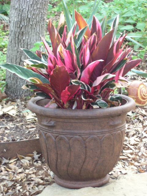 Tricolor Ginger Plant