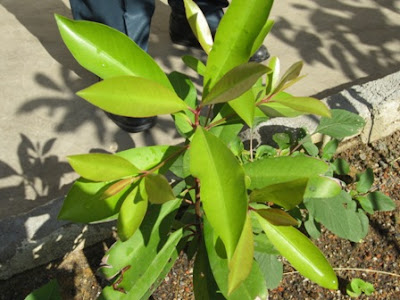 Bayu Lestari: TAMANAN HERBA - 2