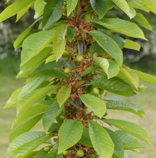 Young cherries in the Turnditch orchard