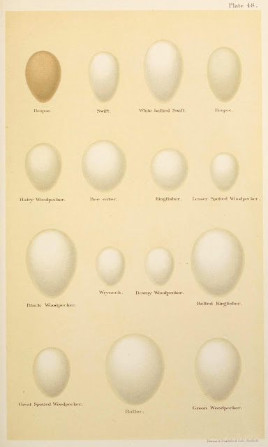 Bird Eggs Pictures