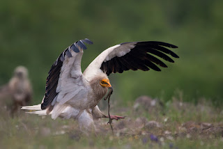 Egyptian Vulture