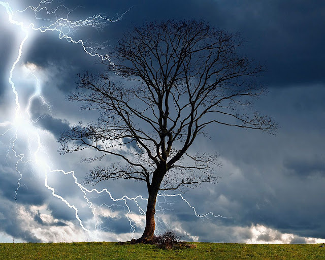 thunderstorm dry tree lightning nature peace mind