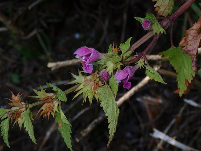 Lamium maculatum