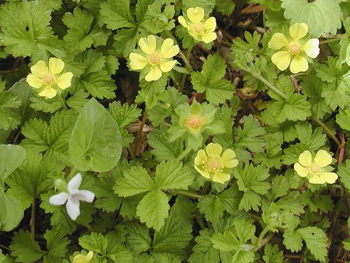 Лапчатка Фрейна (Potentilla freyniana)