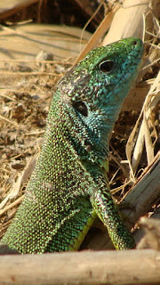 Lacerta viridis viridis male DSC51949