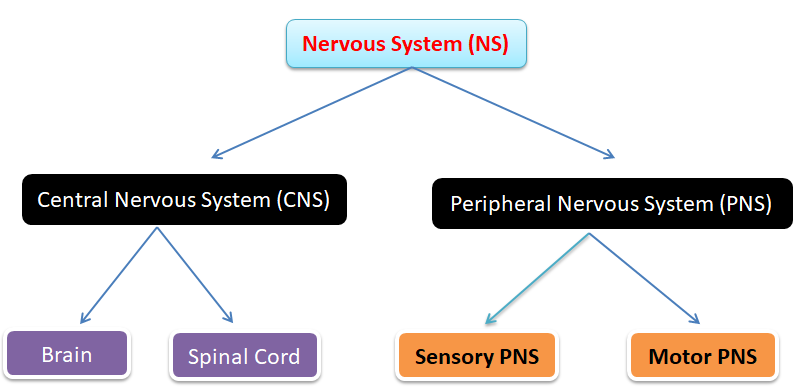 nervous system