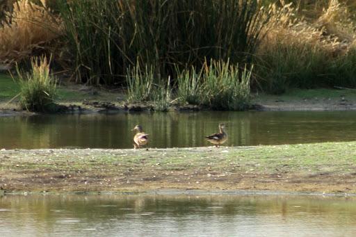 Ánades Frisos (Mareca strepera)