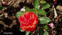 Red rose - Boothe Memorial Park and Museum, Stratford, CT