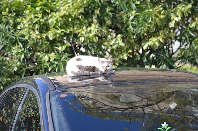 Cat is sleeping on a car