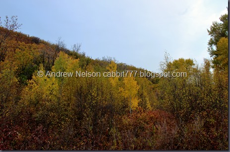 IMG_0383 - Copy