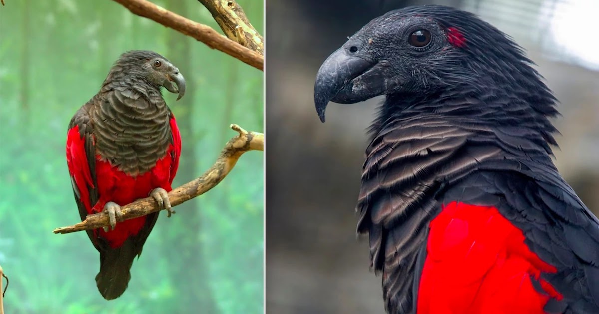 Meet Pesquet, The Gorgeous Dracula Parrot