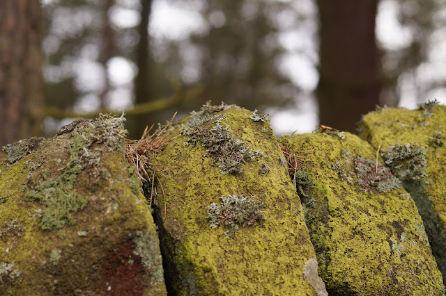 mini foxgloves cone babies and lichen