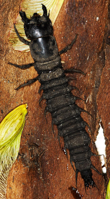 Hellgramite Wandering Equals Dobsonfly Pupae - All of Nature