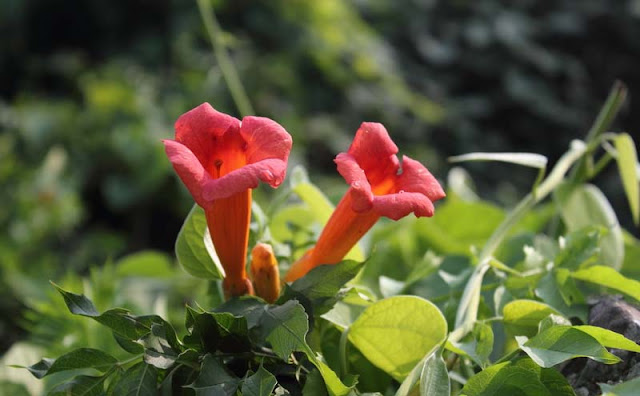 Trumpet Vine Flowers Pictures