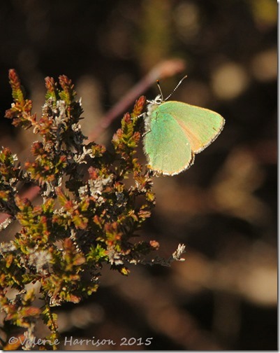 25-Green-Hairstreak