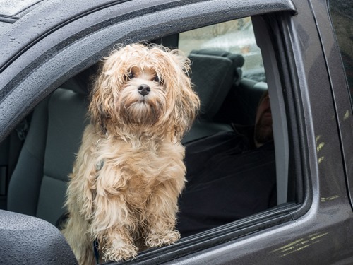 Car Dog