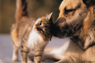 Dog and a cat is playing, cute puppy and cute cat